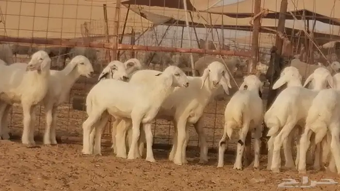 غنم حريات حرش خلفات فواخر مقنوي 28