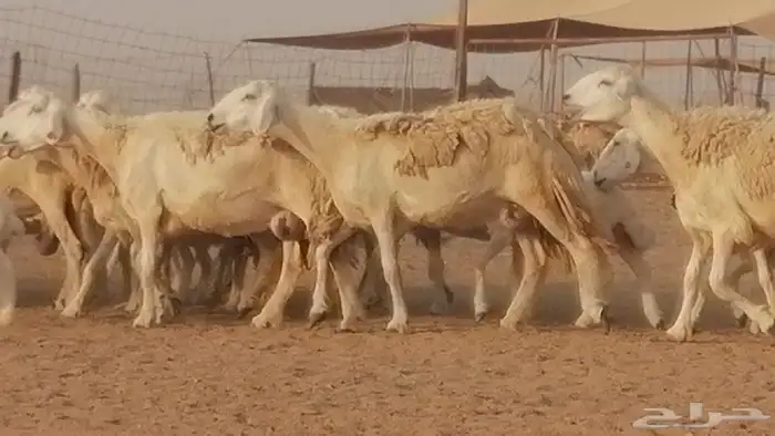 غنم حريات حرش خلفات فواخر مقنوي 4