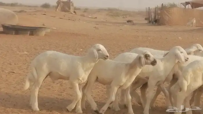 غنم حريات حرش خلفات فواخر مقنوي 47