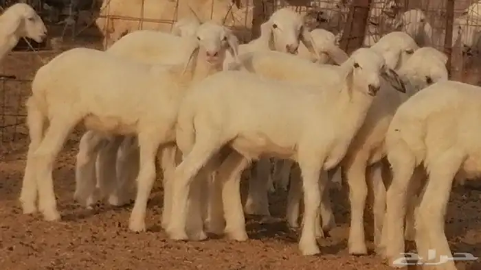 غنم حريات حرش خلفات فواخر مقنوي 27
