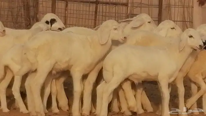 غنم حريات حرش خلفات فواخر مقنوي 41