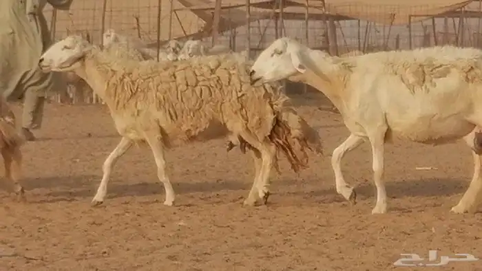 غنم حريات حرش خلفات فواخر مقنوي 21