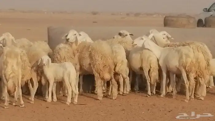 غنم حريات حرش خلفات فواخر مقنوي 9