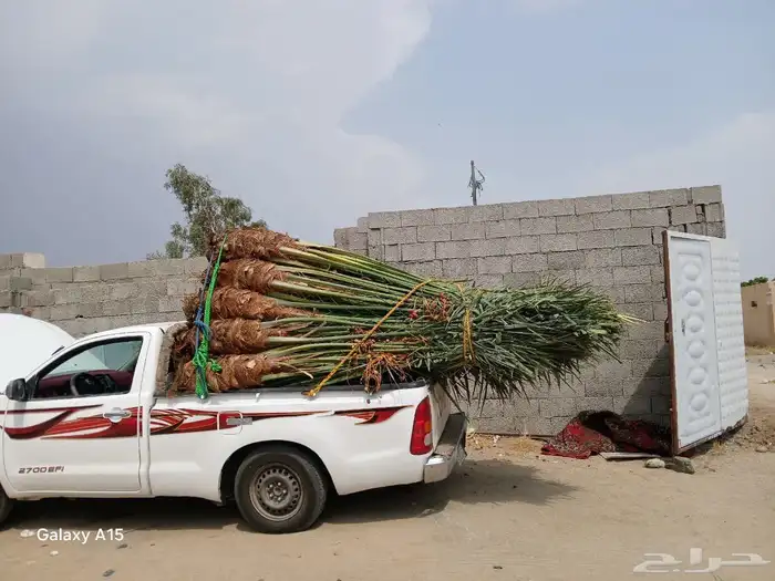 نخل اللبيع جميع أنواعه 4
