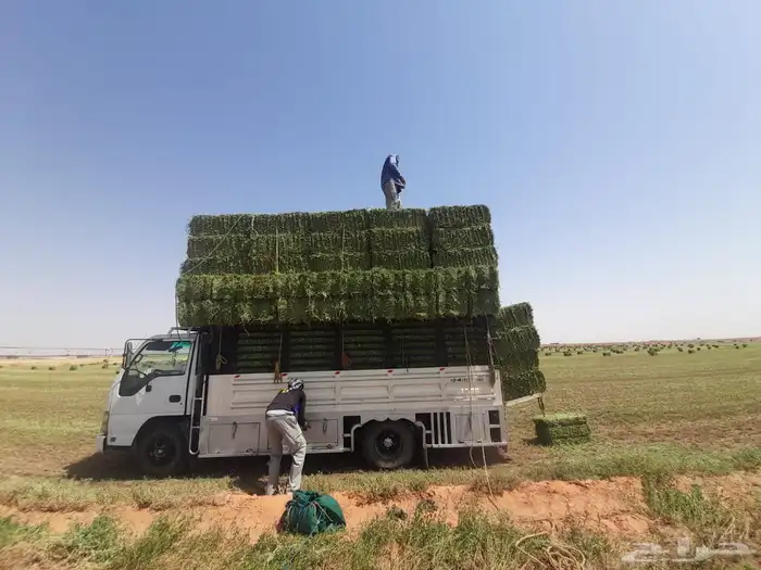 اجار دنه موجود في ساجر.( )رقم سوق 1