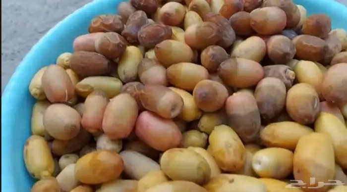 نخيل نوايع شمشوله حوشانه نبتت الحصان مصيفه 5