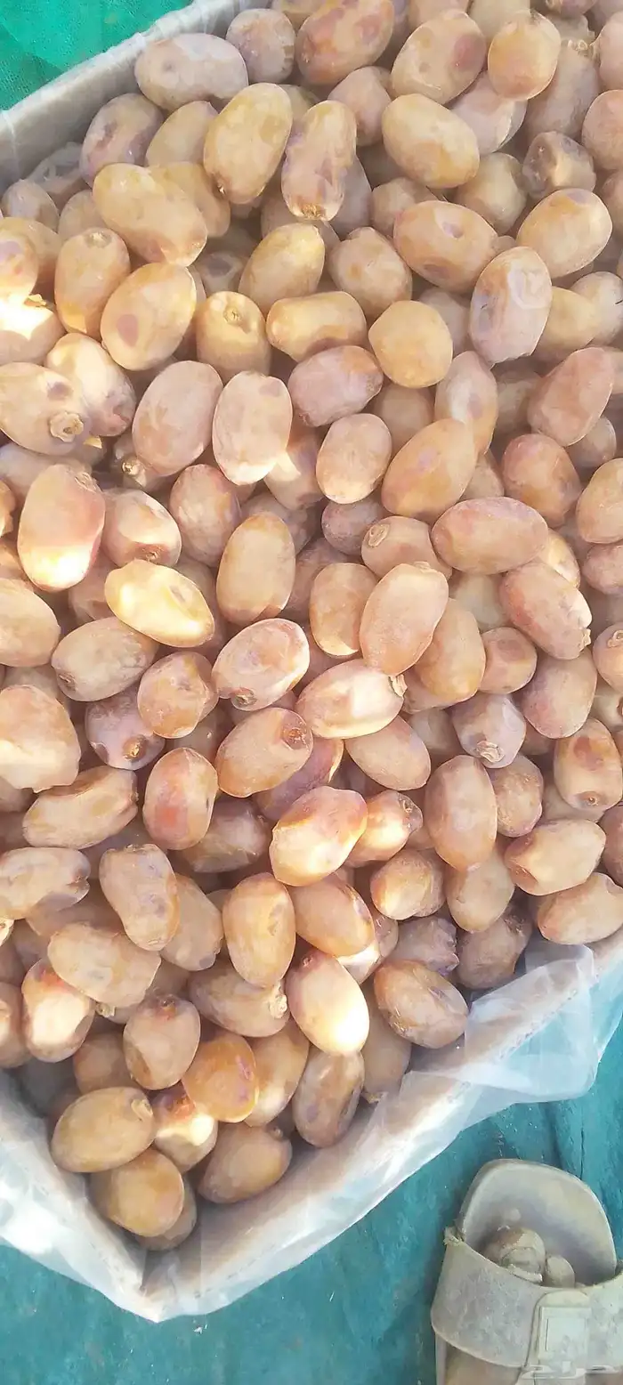 خلاص فاخر حبه جامبو 1