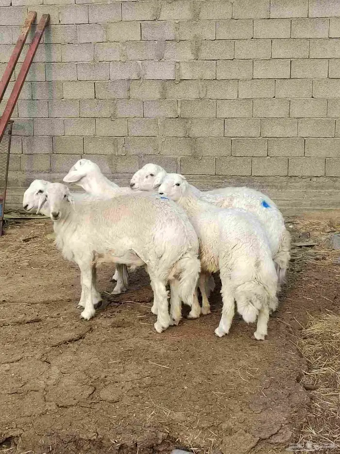 شبك ابو مشعل البرتاوي لبيع المواشي 0