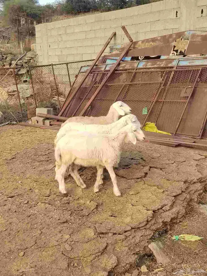 شبك ابو مشعل البرتاوي لبيع المواشي 8