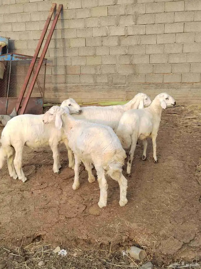 شبك ابو مشعل البرتاوي لبيع المواشي 5