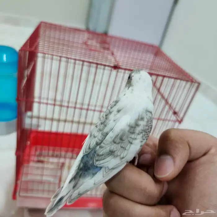 فروخ حب منهم مفطومين منهم غر 1