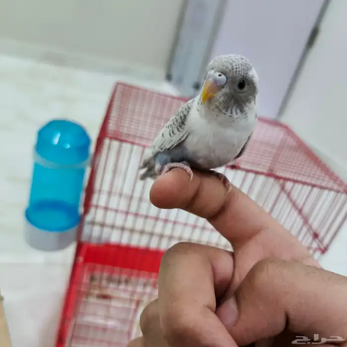 فروخ حب منهم مفطومين منهم غر 2