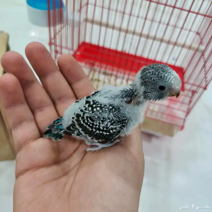 فروخ حب منهم مفطومين منهم غر 3