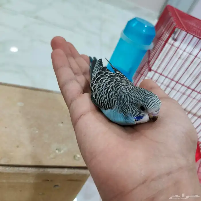 فروخ حب منهم مفطومين منهم غر 4