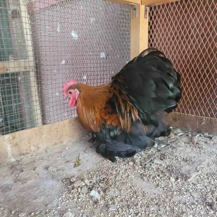 ديك كوشن تم البيع 3