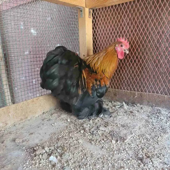 ديك كوشن تم البيع 2