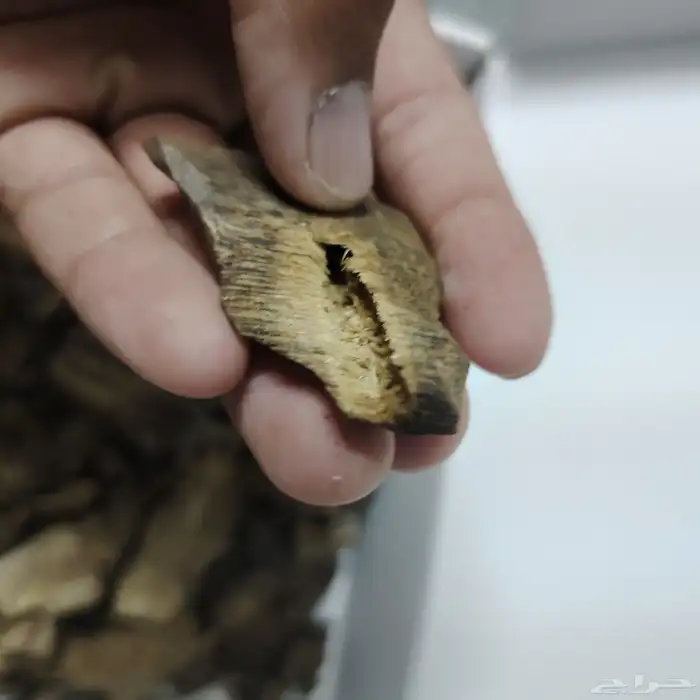 عود كينام صيني طبيعي فاخر جدا 2