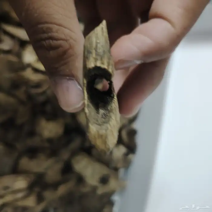 عود كينام صيني طبيعي فاخر جدا 1