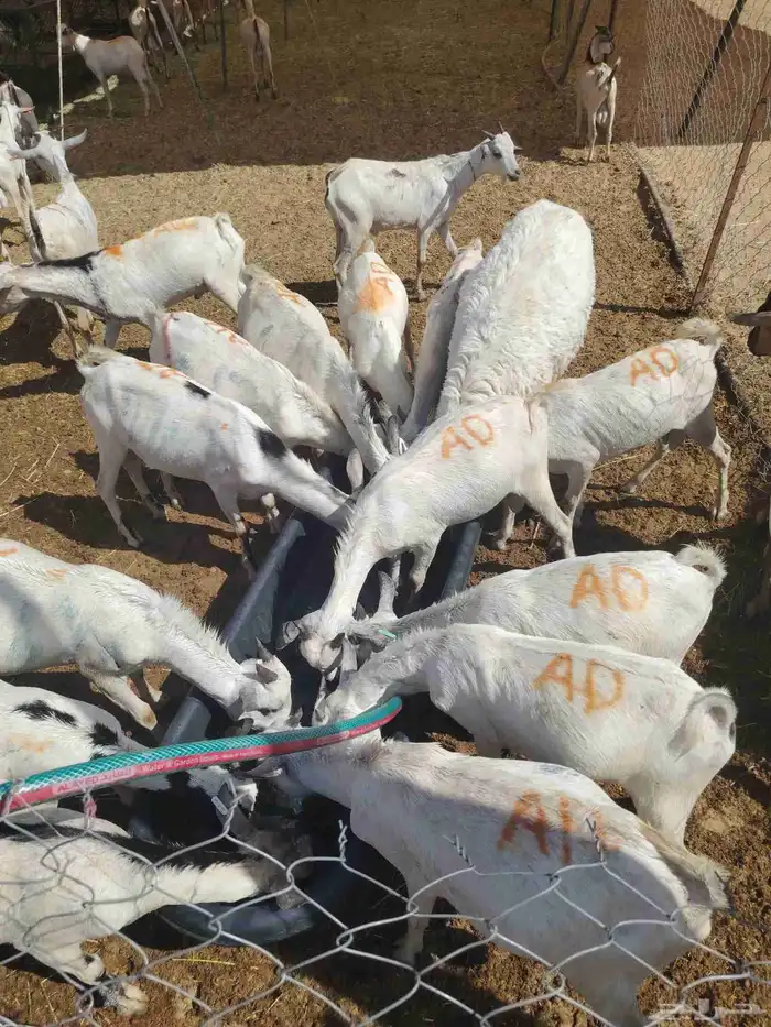 متوفر تيوس جذعان وسواكن ونعيمي للي يدور للتلاجة والجملة 2