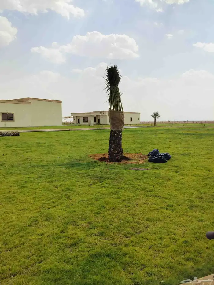 نحن نقوم بقلع الفروخ والجديل وتركيبهن في أنحاء المملكة العرب 0