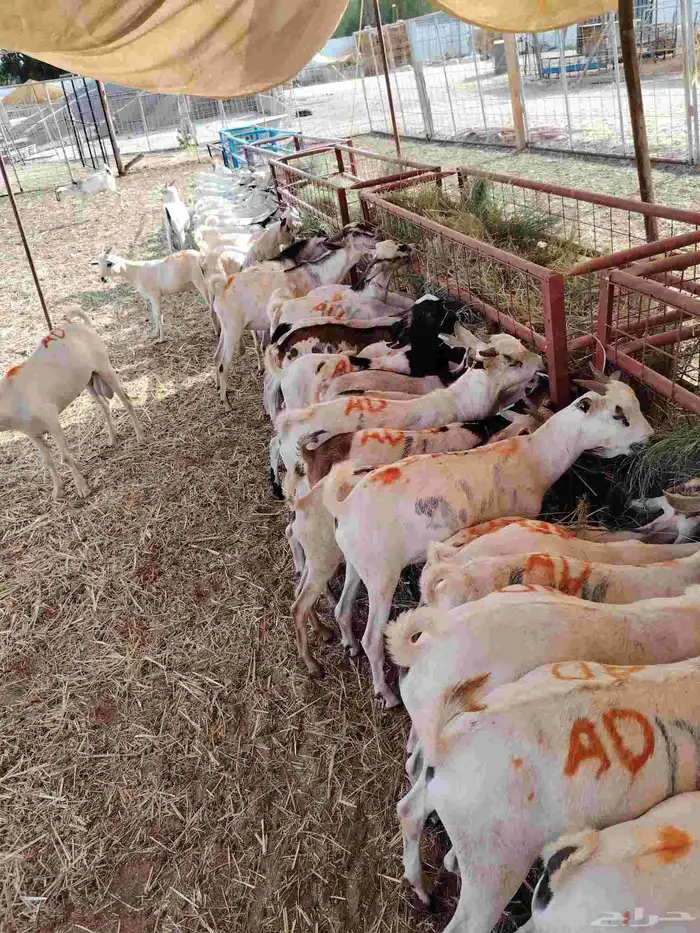 تيوس صومالي جذعان للتربيه 480 تفريد 1