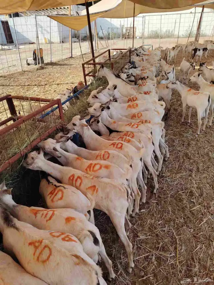 تيوس صومالي جذعان للتربيه 480 تفريد 2