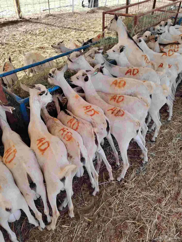 تيوس صومالي جذعان للتربيه 480 تفريد 0