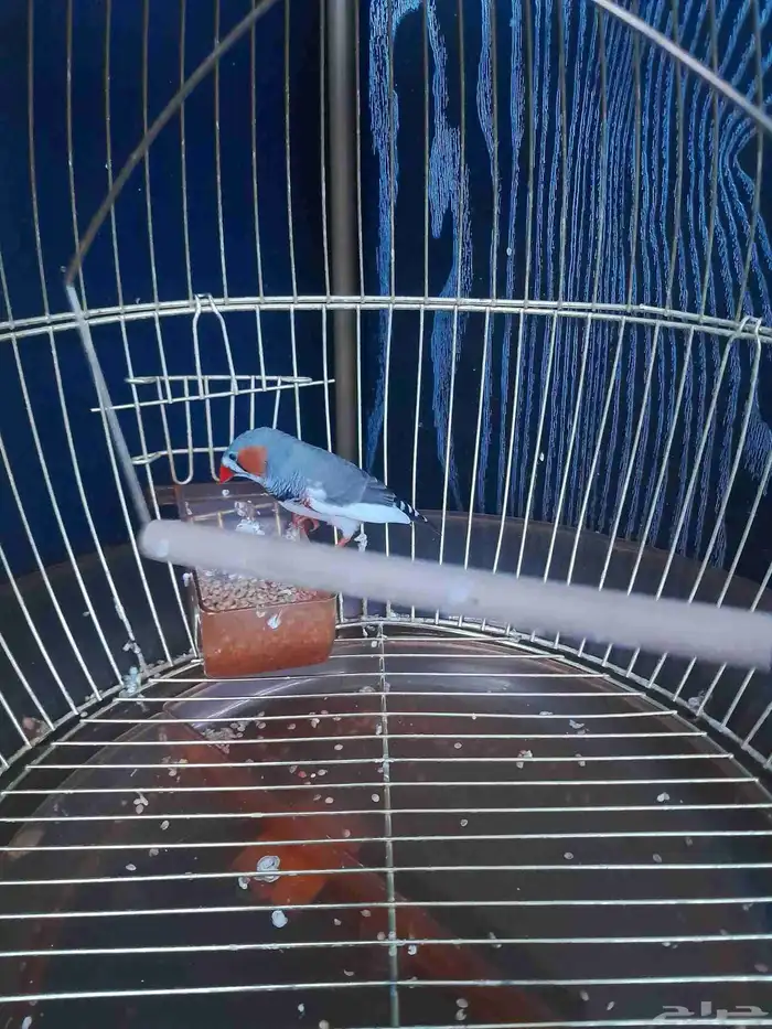 قفص عصفور بي 135 ريال 1