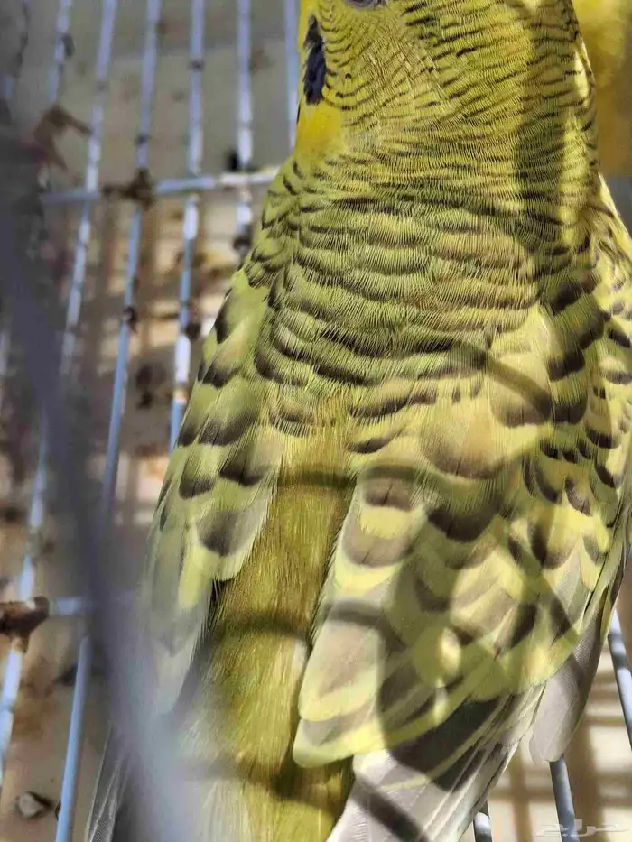 اجواز حب بال فالو طفرات عيون حمر 8