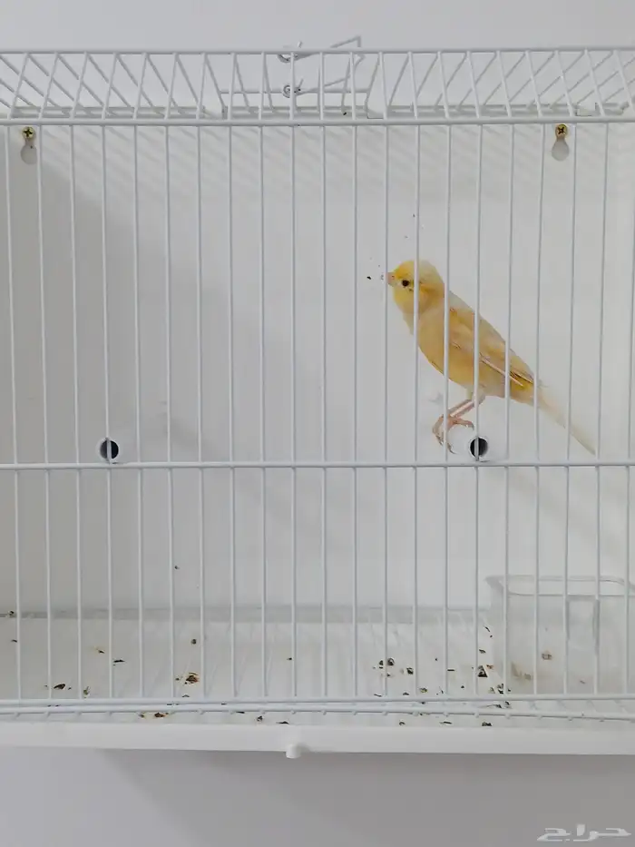 انثى كناري جاهزه ( تم البيع ) 0
