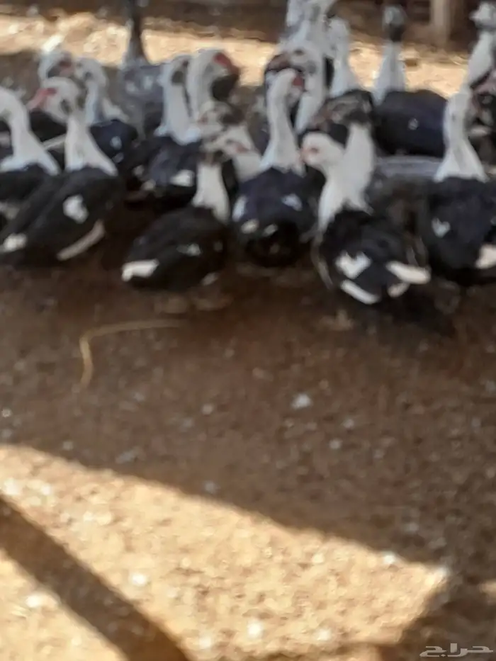 بط بح في المجمعه 2