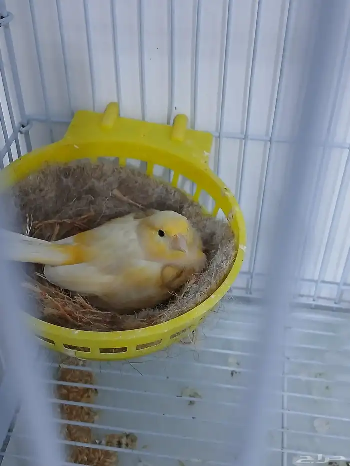 انثى كناري جاهزه ( تم البيع ) 1