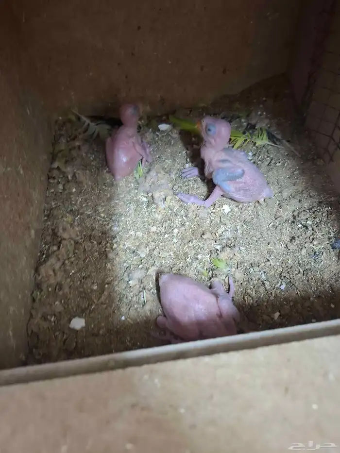 فروخ دره هندي الهوات. الغر 0