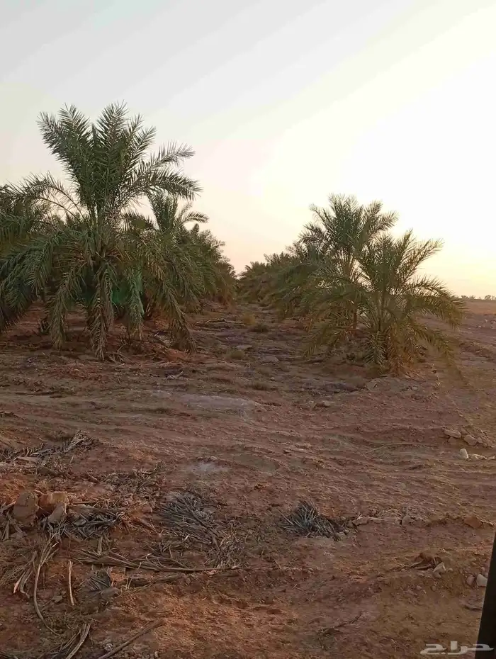 بوكلين لحفر النخيل والشبك وتسوية الأرضي 2
