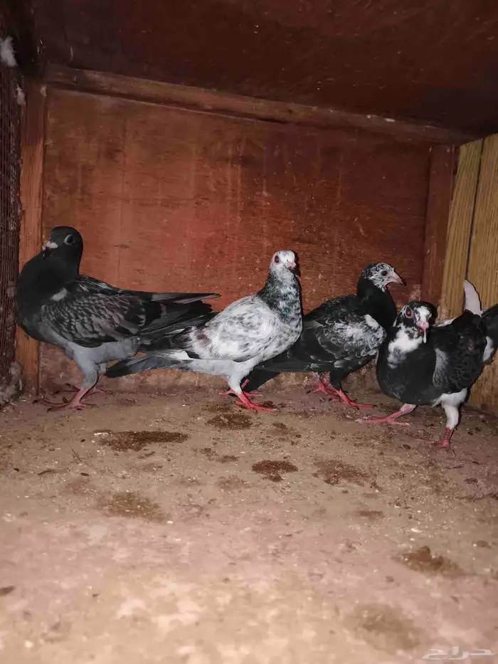 حمام زاجل سباق تم البيع خارج موقع حراج 4
