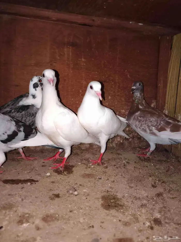 حمام زاجل سباق تم البيع خارج موقع حراج 1