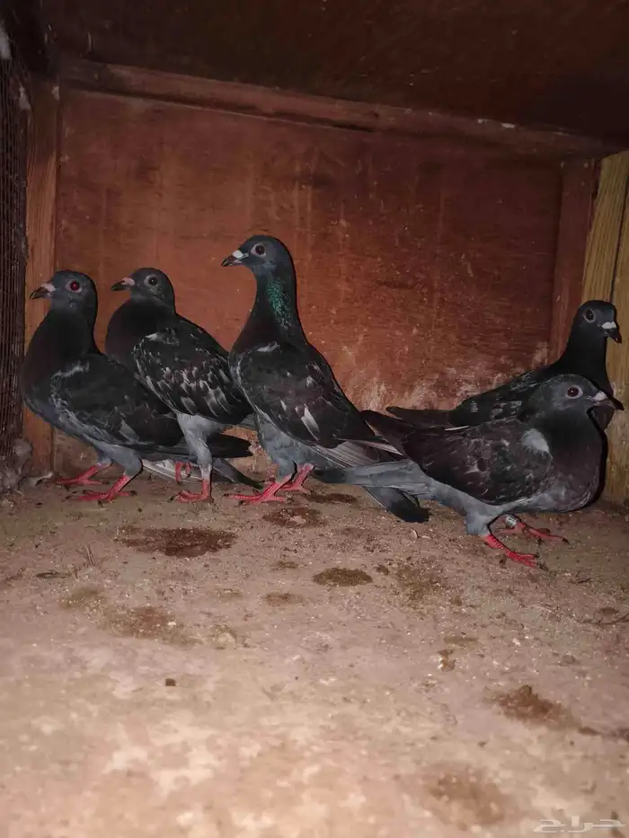 حمام زاجل سباق تم البيع خارج موقع حراج 5