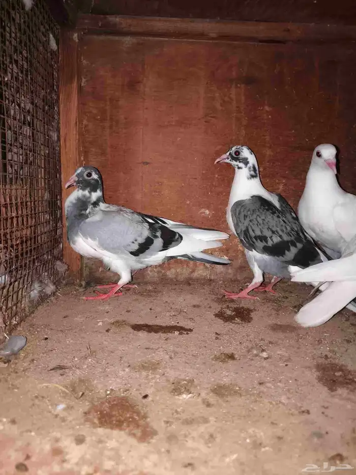 حمام زاجل سباق تم البيع خارج موقع حراج 0