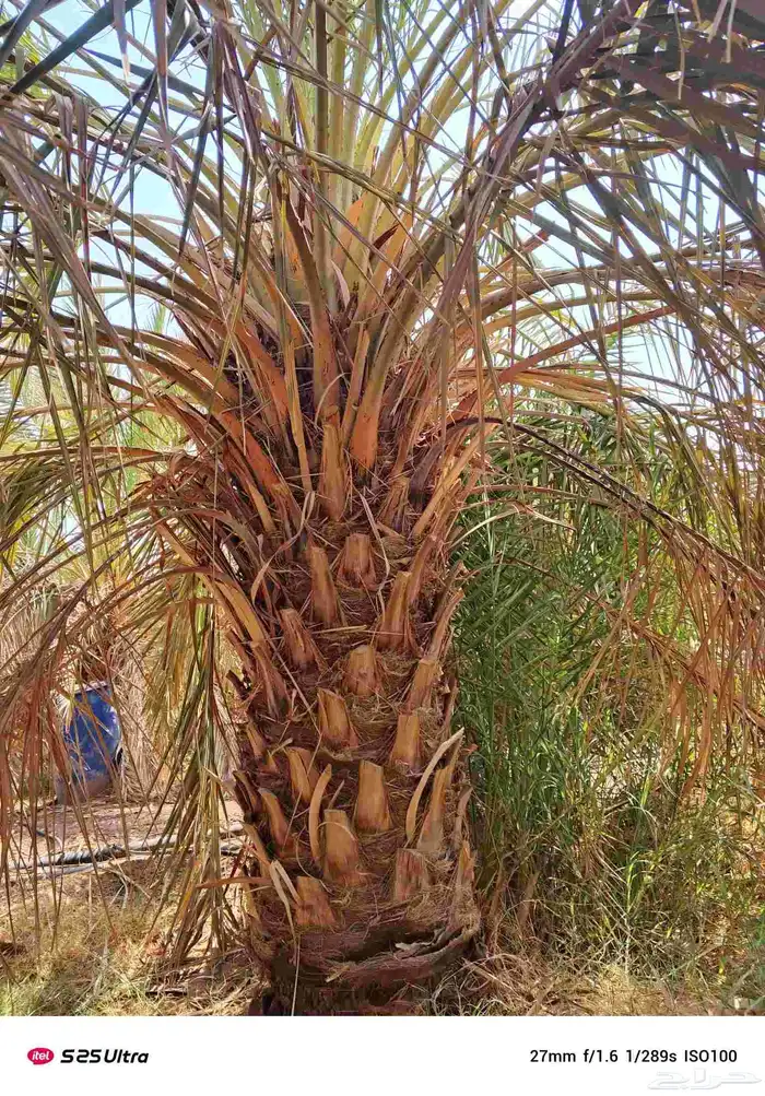 نخل جثايث صقعي للبيع المقاسات من متر الا مترين 2