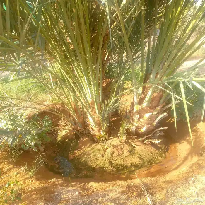 نخيل نوايع شمشوله حوشانه نبتت الحصان مصيفه 4