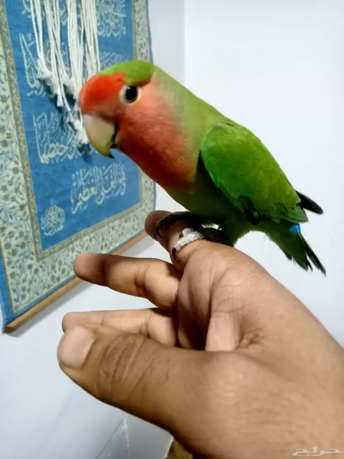 روز اليف جامبو لنق فذر مافي عض جناح كامل 0