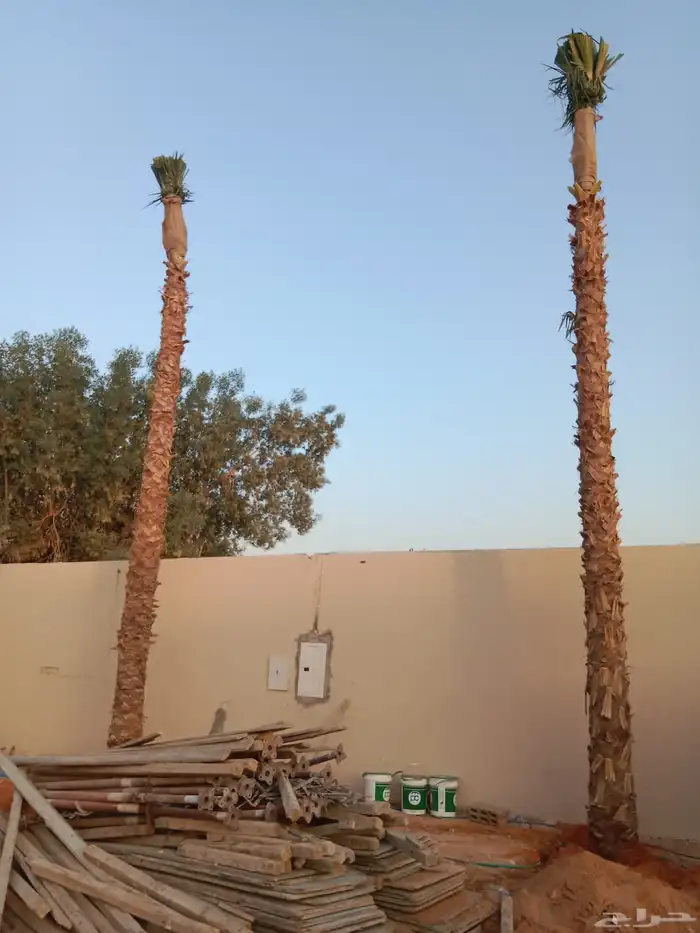 نخيل شنطونيا 0