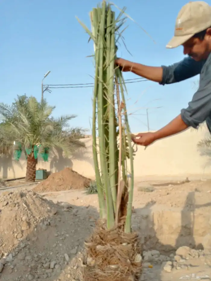 توريد جميع انواع انخيل المثمر 7