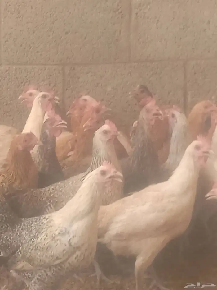 دجاج بياض اعمار 8و9شهور 6