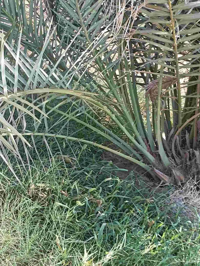 نخيل للبيع وشاري يسوم جمله وتفرد حتا واحده 2