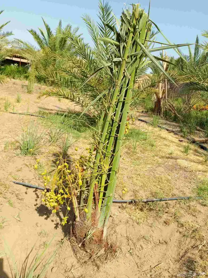 توريد جميع انواع انخيل المثمر 3