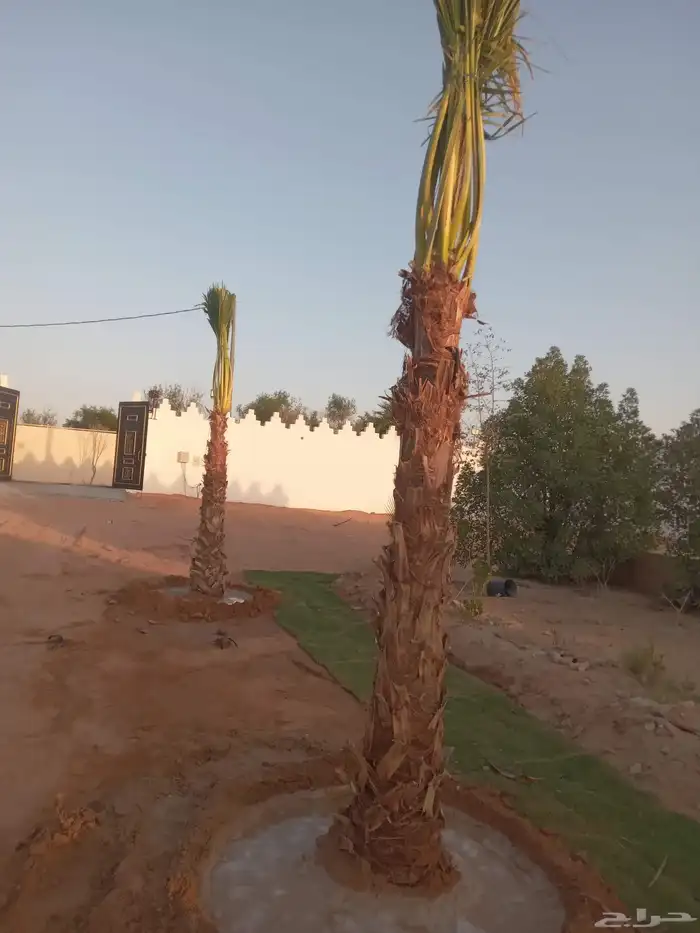نخل زينه نخل واشنطن نحيف وسط عريض جميع المقاسات من متر الى 9 2
