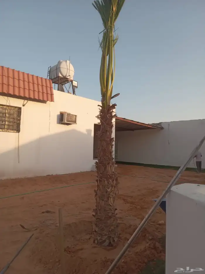 نخل زينه نخل واشنطن نحيف وسط عريض جميع المقاسات من متر الى 9 3