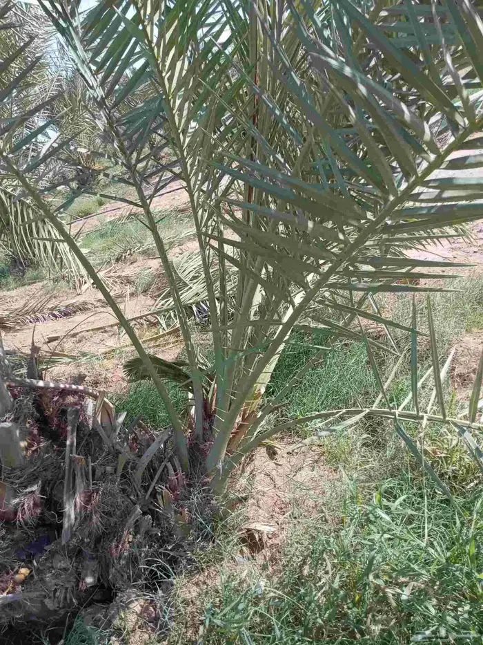 نخيل للبيع وشاري يسوم جمله وتفرد حتا واحده 1