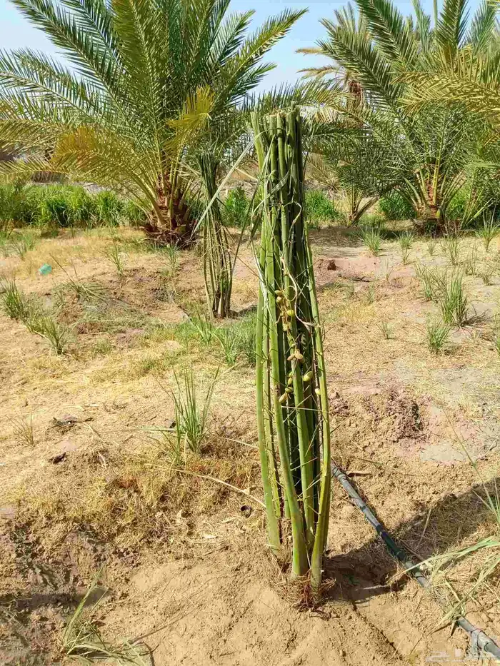 توريد جميع انواع انخيل المثمر 5